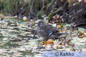 mandariinisorsa 024.jpg