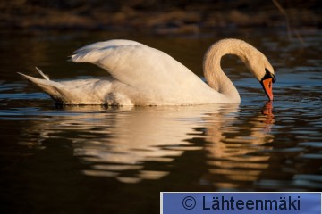 Kyhmyjoutsen koiras3 6.5.2011_Reijo Lähteenmäki.jpg