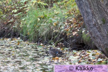 mandariinisorsa 027.jpg