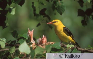 kuhankeittäjä 002.jpg