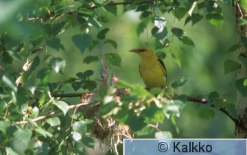 kuhankeittäjä 016.jpg