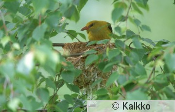 kuhankeittäjä 018.jpg