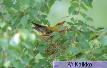 kuhankeittäjä 023.jpg