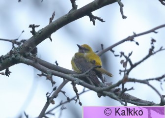 kuhankeittäjä 006.jpg