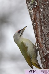 harmaapäätikka 248.jpg