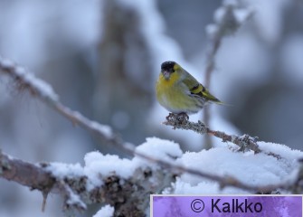 vihervarpunen 288.jpg