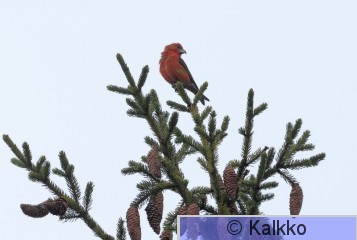 pikkukäpylintu 356.jpg