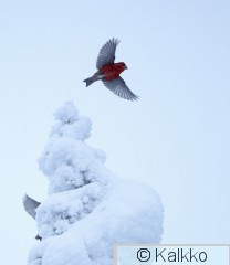 pikkukäpylintu 044.jpg