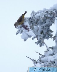 pikkukäpylintu 048.jpg