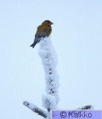 pikkukäpylintu 060.jpg