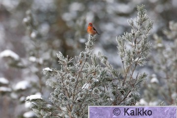 pikkukäpylintu 064.jpg