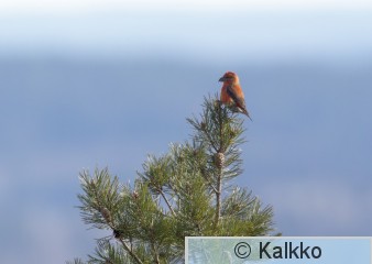 pikkukäpylintu 088.jpg