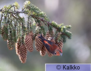 pikkukäpylintu 100.jpg