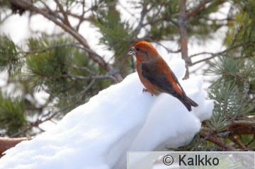 pikkukäpylintu 111.jpg