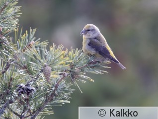 pikkukäpylintu 118.jpg