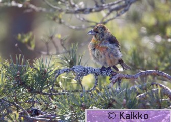 pikkukäpylintu 142.jpg