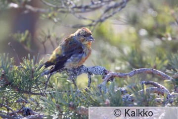 pikkukäpylintu 144.jpg