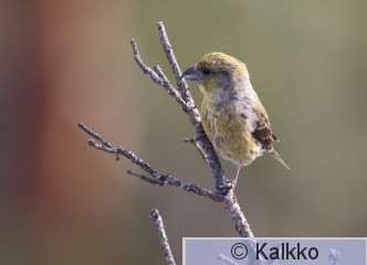 pikkukäpylintu 218.jpg