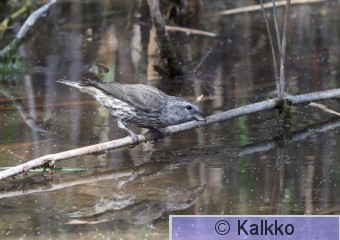 pikkukäpylintu 340.jpg