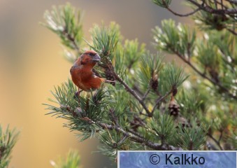 isokäpylintu 012.jpg