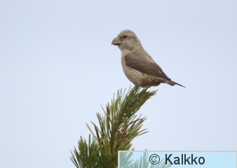 isokäpylintu 023.jpg