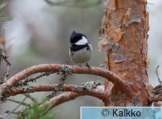 kuusitiainen 128.jpg