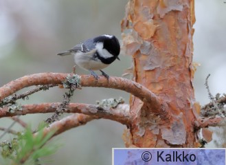 kuusitiainen 130.jpg