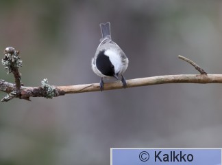 hömötiainen 305.jpg