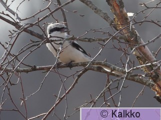 isolepinkäinen 259.jpg