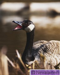 19.4.26 - Kanadanhanhi ja muita_4.jpg