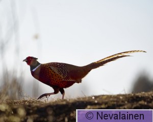 19.4.26 - Kanadanhanhi ja muita_18.jpg