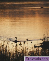 19.4.26 - Kanadanhanhi ja muita_16.jpg