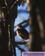 19.4.26 - Kanadanhanhi ja muita_20.jpg