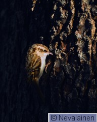 9.2.26 - Saikku kuvailuita.jpg