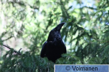 Korppi_Voimanen.JPG