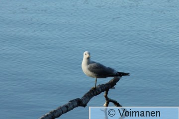 Kalalokki_Voimanen.JPG