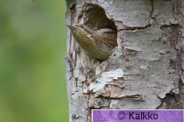 käenpiika 014.jpg