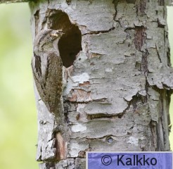 käenpiika 041.jpg