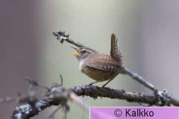 peukaloinen 018.jpg
