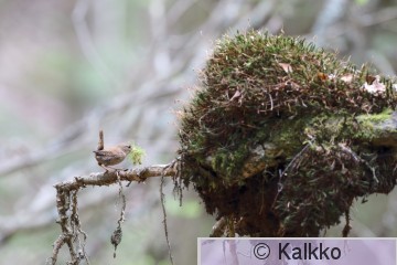 peukaloinen 085.jpg