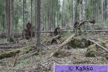 peukaloinen 090.jpg