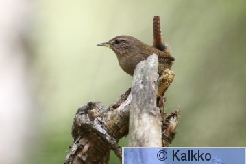 peukaloinen 095.jpg