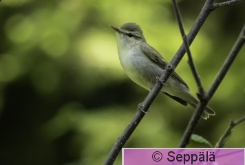 idänuunilintu_Kuru260531_iso2.jpg