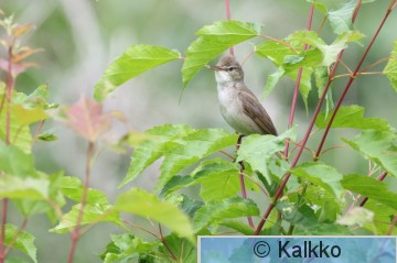viitakerttunen 184.jpg