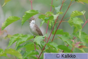 viitakerttunen 191.jpg