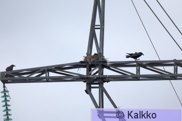 korppi 426.jpg