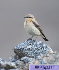Oenoen_027_26.jpg