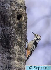 valkoselkätikka_Tampere260306_iso.jpg