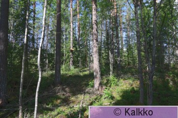 haarahaukka .jpg