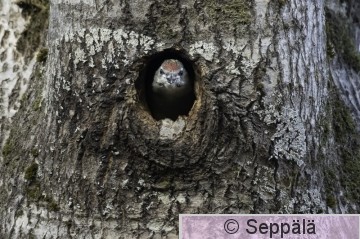 harmaapäätikka_poikanen_Kuru260717_iso1.jpg